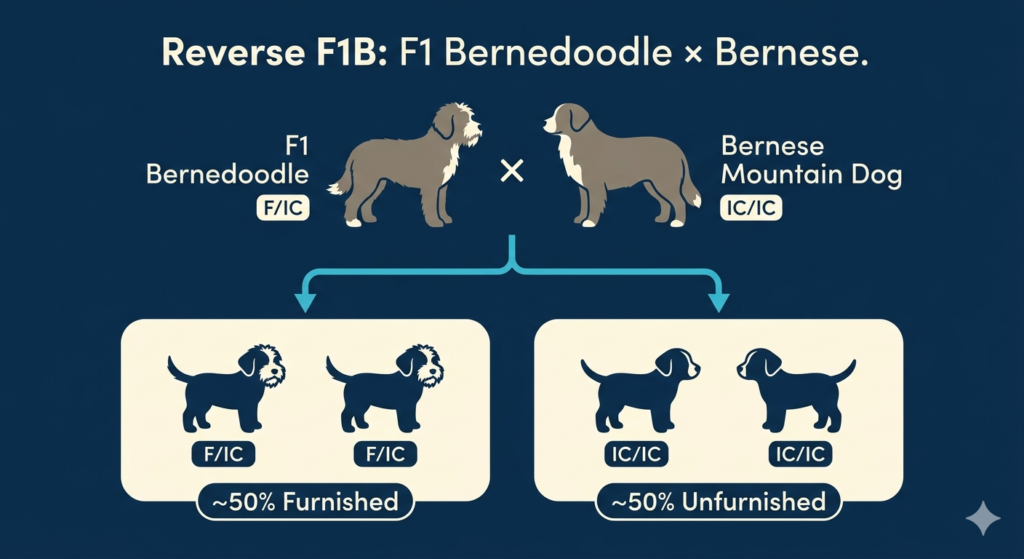 infographic explaining how unfurnished bernedoodle puppies happen