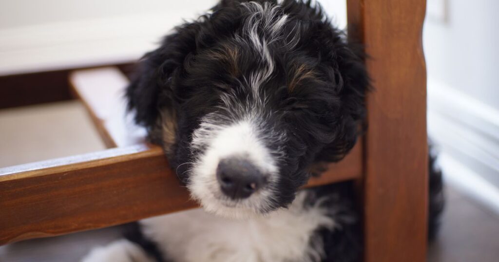 A bernedoodle with his head stuck between a bed frame