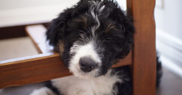 A bernedoodle with his head stuck between a bed frame