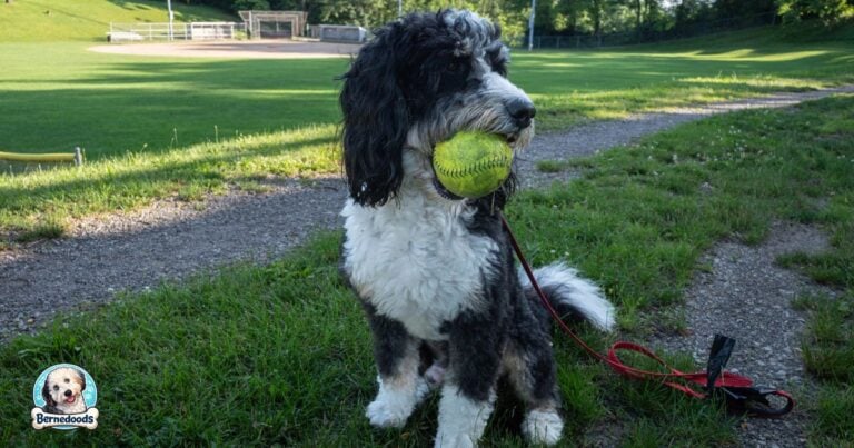 a standard sized bernedoodle holding a yellow ball in his mouth