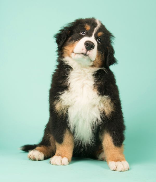 picture of a bernese mountain dog puppy