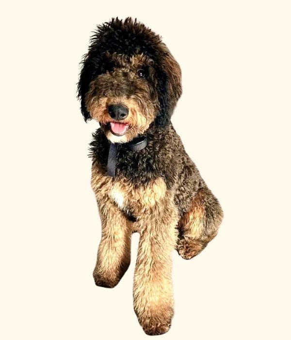 picture of an F1B standard Bernedoodle