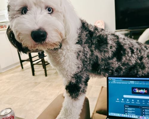 bernedoodle looming over its human trying to work on the lap top to show he is a velcro dog