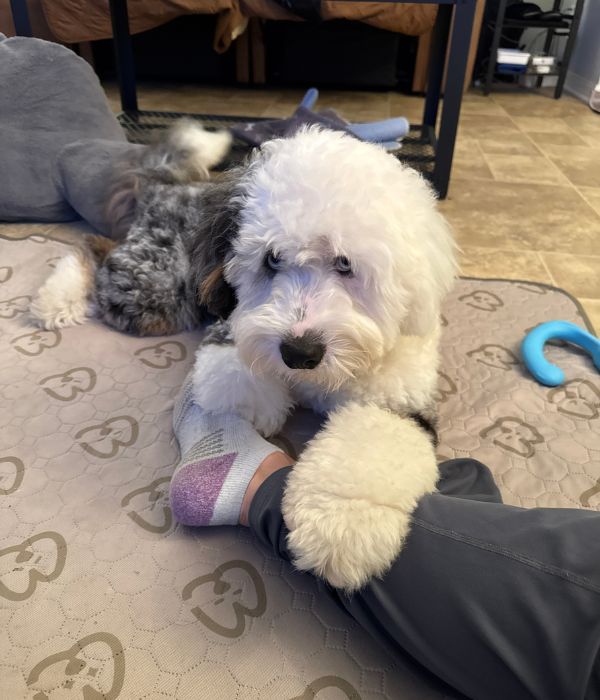 Bernedood's official mini bernedoodle, Max, as a puppy showcasing is very big paws
