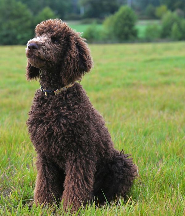brown standard poodle