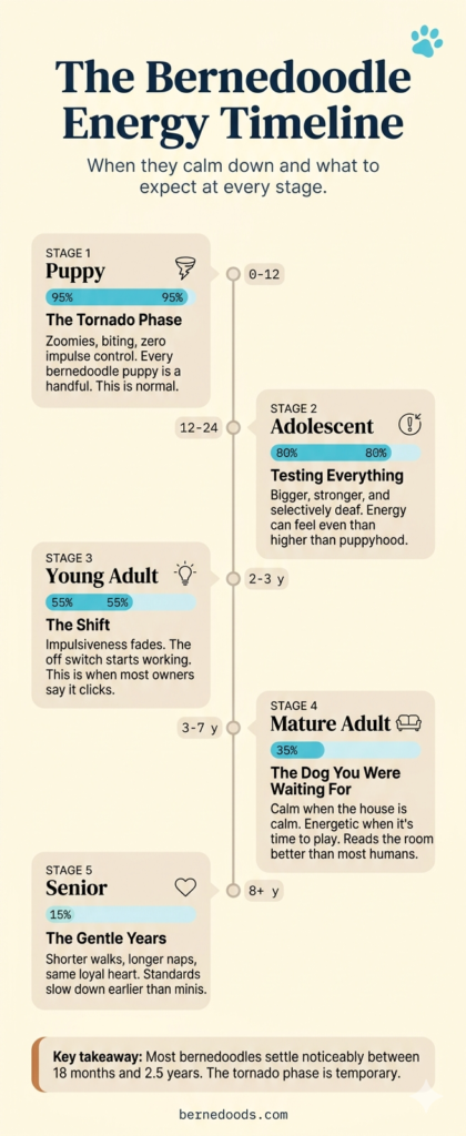 An infographic that explains the timeline for when bernedoodle energy levels start to settle from puppyhood into adulthood