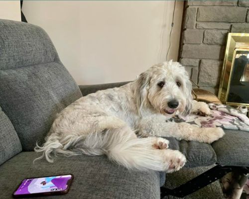 image of a Reddit user's very large "mini" bernedoodle
