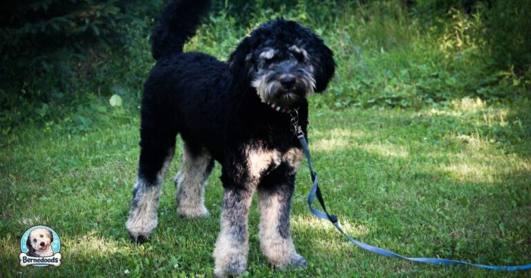 A bernedoodle standing in a neutral stance