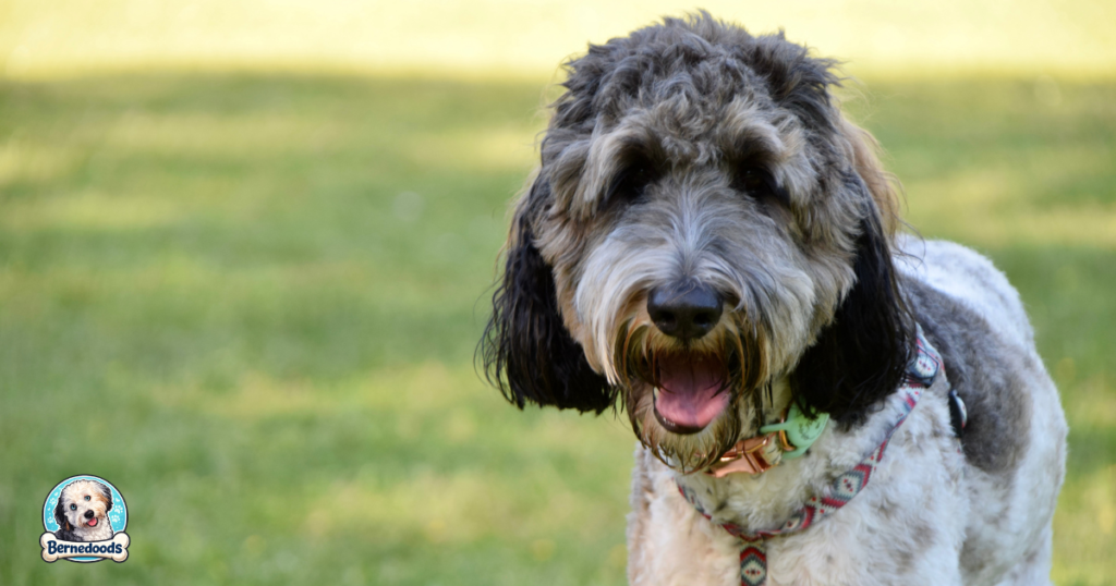 gray and white colored standard bernedoodle smiling
