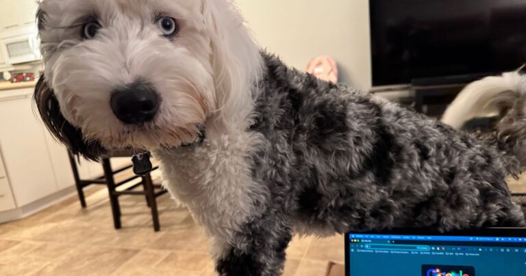 Image of Bernedoods' main dood, Max, being clingy