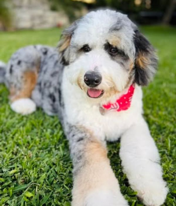 image of a merle colored australian bernedoodle puppy