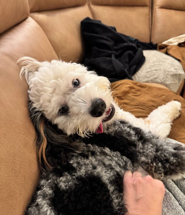 Bernedoods main dood, Max, smiling with his tongue out on a brown couch