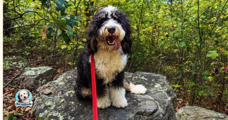 Standard bernedoodle with tongue out on a rock in the forest smiling