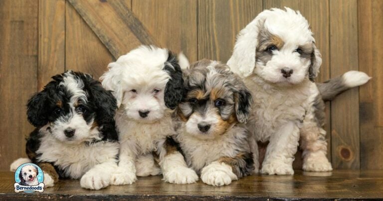 bernedoodle puppies with different coats and furnishings