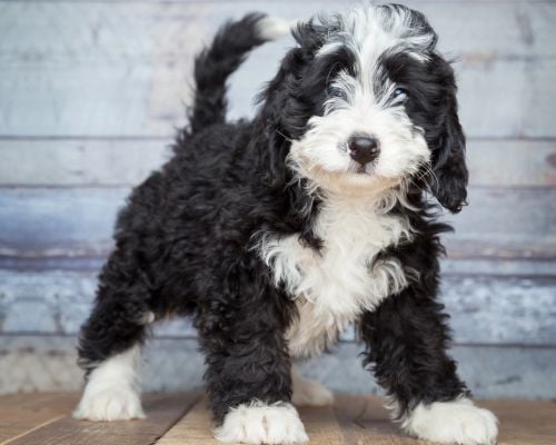 picture of a black and white bernedoodle puppy