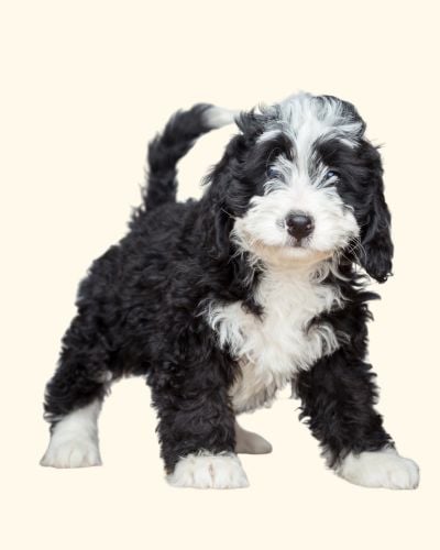 black and white bernedoodle puppy