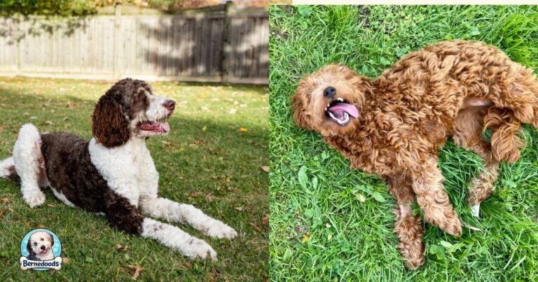 A split image of a bernedoodle and a goldendoodle