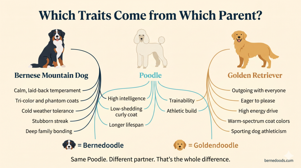 Chart showing which traits come from Bernese Mountain Dog, Poodle, and Golden Retriever in bernedoodles and goldendoodles, including temperament, coat, and trainability.