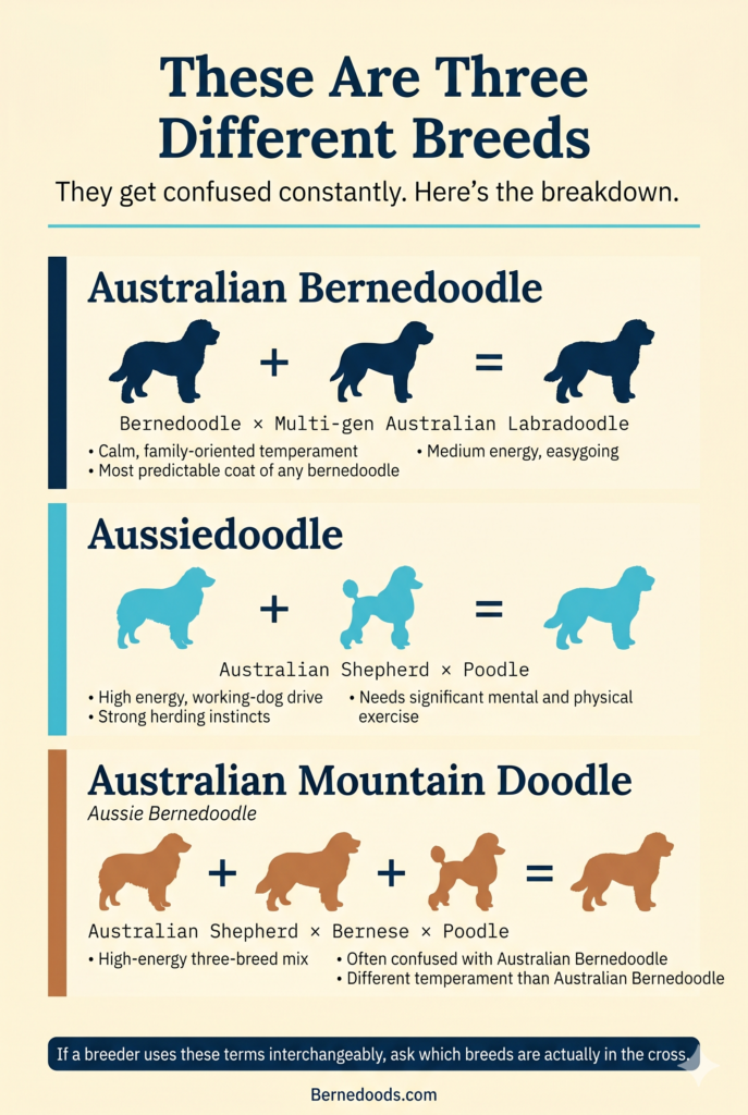 infographic explaining the different breeds that go into making an Australian bernedoodle
