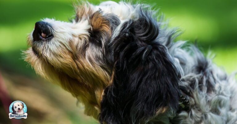 close up profile of a bernedoodle getting ready to bark