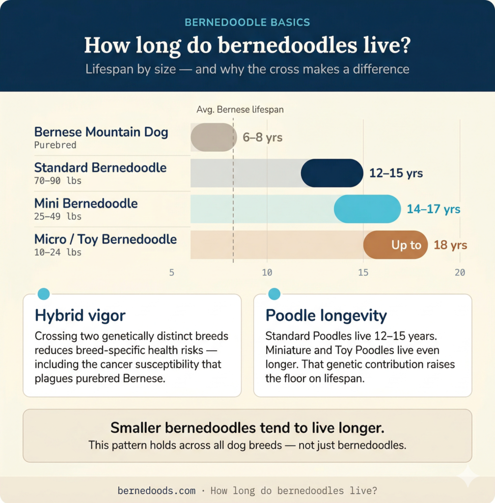 Bernedoodle lifespan chart showing standard, mini, and micro toy bernedoodles with average life expectancy compared to Bernese Mountain Dogs.