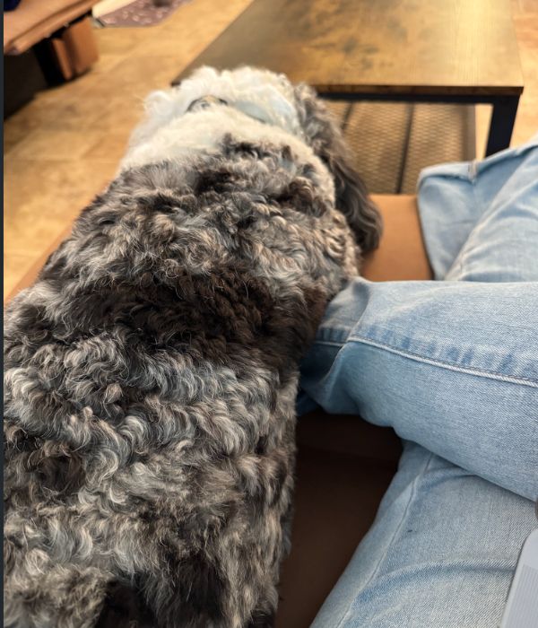mini bernedoodle sitting on owners foot