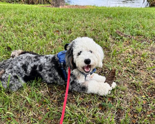 picture of Max, official bernedoodle of Bernedoods