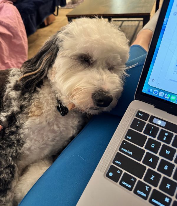 Max the bernedoodle resting his head on his owner's leg while she tries to work on her laptop