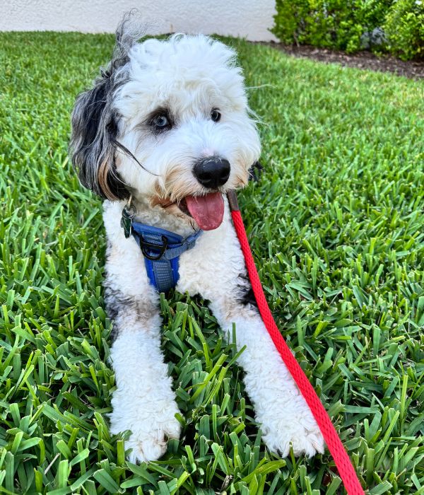 Max the mini bernedoodle of Bernedoods laying down on the grass