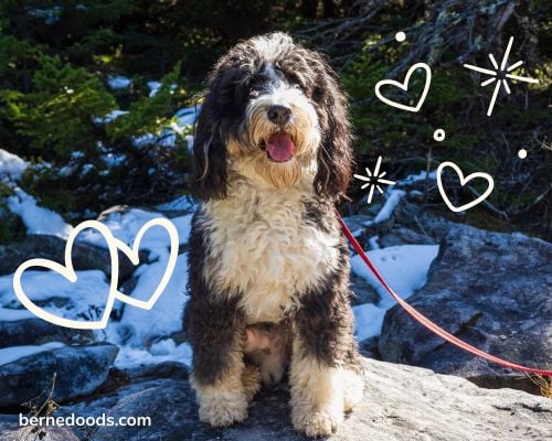 Picture of a full grown bernedoodle in winter with heart graphics all around