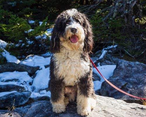 picture of a tri-color full sized bernedoodle on a walk in a snowy, rocky landscape