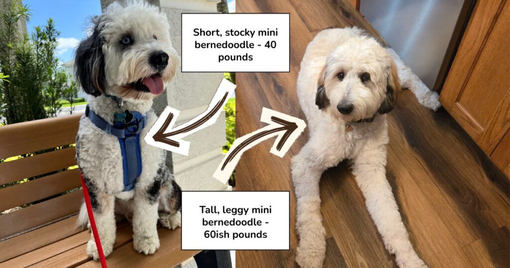 two images of mini bernedoodles with very different body types: one stocky and short legged and the other tall and leggy