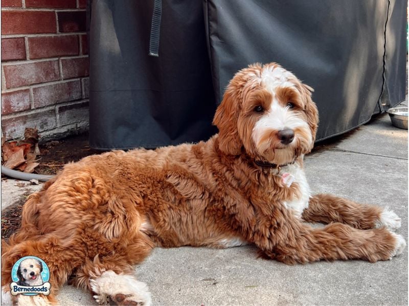 a beautiful tri color australian bernedoodle named Ruthie
