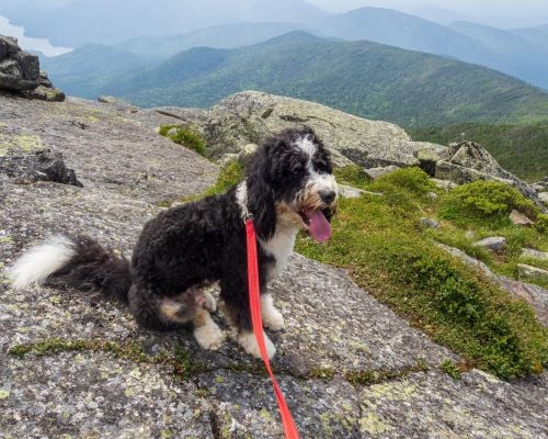 picture of a tricolor standard bernedoodle on a hike