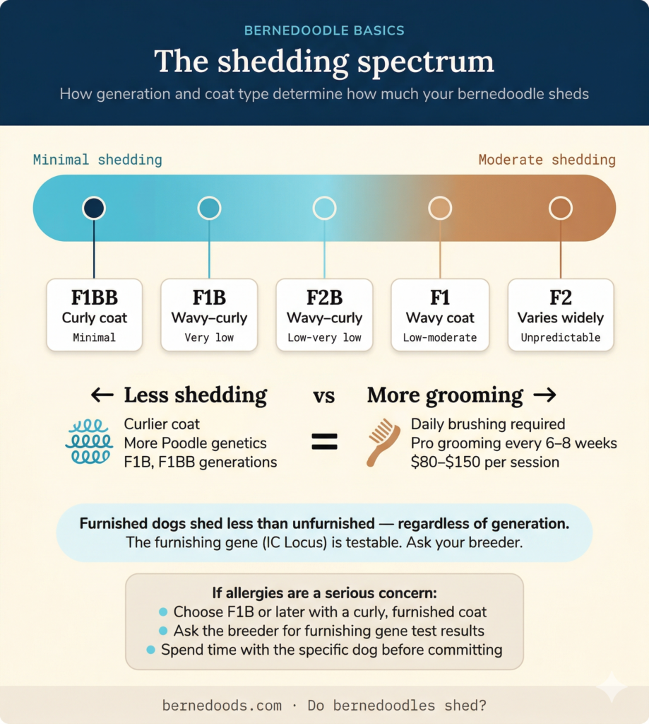 Bernedoodle shedding spectrum chart showing F1BB, F1B, F2B, F1, and F2 with shedding levels from minimal to moderate based on coat type and generation.