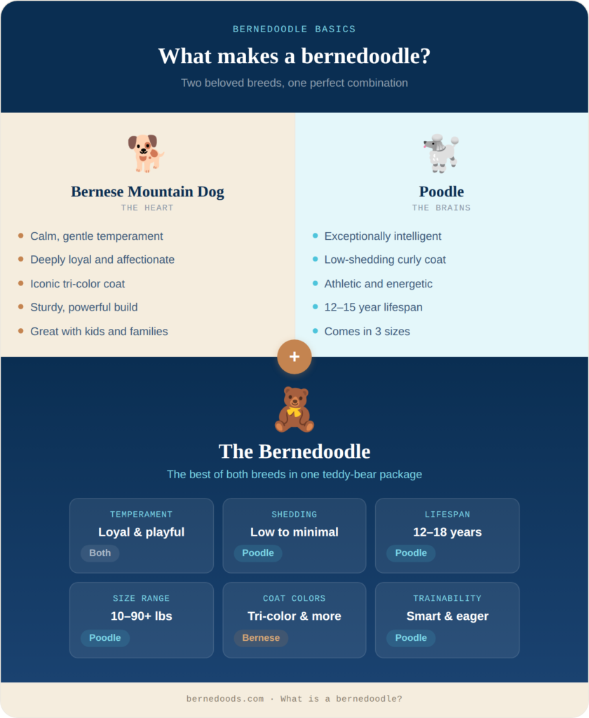 nfographic explaining what makes a bernedoodle, showing Bernese Mountain Dog traits and Poodle traits and how they combine into a loyal, low-shedding, intelligent mixed breed.