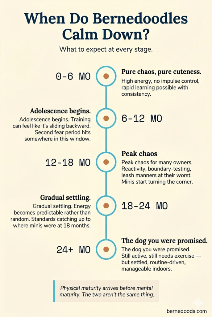 infographic of a timeline of when bernedoodles calm down