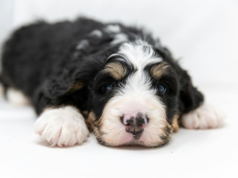 a tricolor bernedoodle puppy lays on the floor